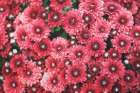 Autumn Flowers I Art Print