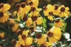 Autumn Flowers II Art Print