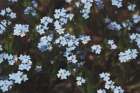 Forget Me Nots I Art Print