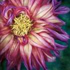 Dahlia I Art Print