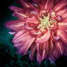 Dahlia II Art Print