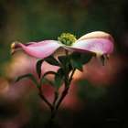 Pink Dogwood I Art Print