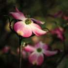 Pink Dogwood II Art Print