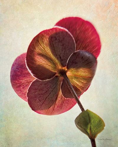 Lenton Rose II Art Print