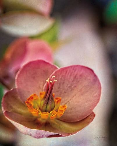 Lenton Rose III Art Print