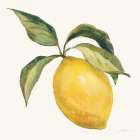 Le Citron on Cream Art Print