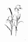 Line Iris I Art Print