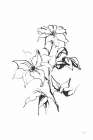 Line Clematis Art Print