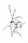 Line Tiger Lily Art Print