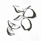 Limes BW Art Print