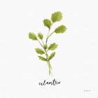 Herbs IV White Art Print