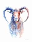 Copper and Blue Ram Art Print
