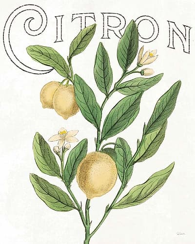 Classic Citrus V Light Art Print