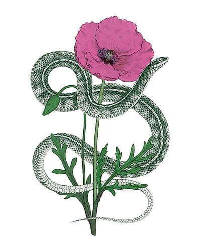 Natural Beauty I Pink Flower Art Print by Wild Apple Portfolio