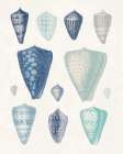 Blue Shell Assortment II Art Print