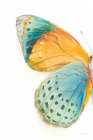 Fragile Wings I Art Print