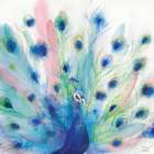 Peacock Glory IV Art Print