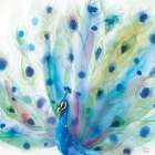Peacock Glory V Art Print