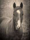 Heres Looking at You II Art Print