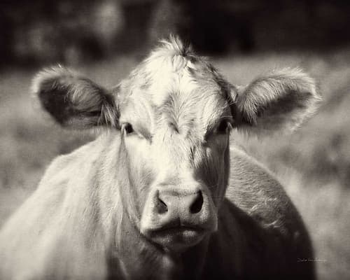 Pasture Cow Art Print