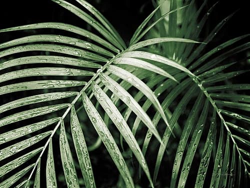 Palm Fronds Green Nature Print