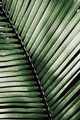 Palm Frond I Green Nature Print