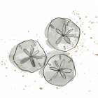 Sand Dollar III Art Print