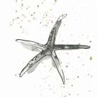 Starfish III Art Print