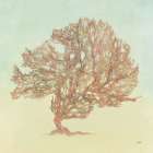 Sea Fern II Art Print