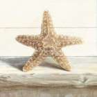 Driftwood Shell III Art Print