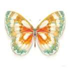 Fragile Wings Butterfly II Art Print