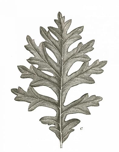 Histoire Naturelle Leaves II Art Print by Wild Apple Portfolio
