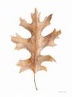 Fallen Leaf I Art Print