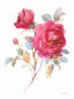 Bold Roses I Art Print