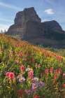 Boulder Pass Wildflowers Art Print