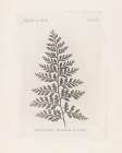 Fern Engraving Vintage Print