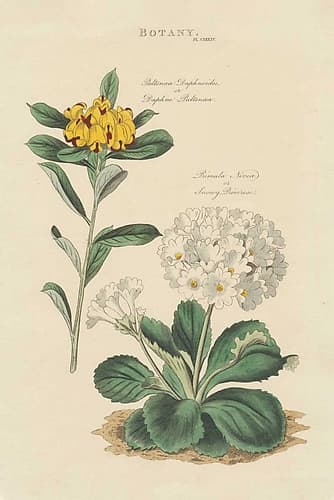 Botanical Print II Art Print by Wild Apple Portfolio