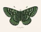 Antique Butterfly I Art Print