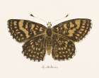Antique Butterfly II Art Print