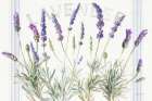 Floursack Lavender V Art Print
