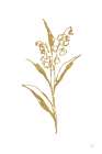 Gold Line Lily of the Valley II Art Print
