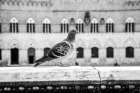 Il Piccione Art Print by Aledanda