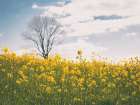 Spring Meadow Art Print