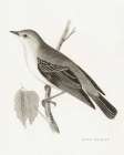 Engraved Birds III BW Art Print