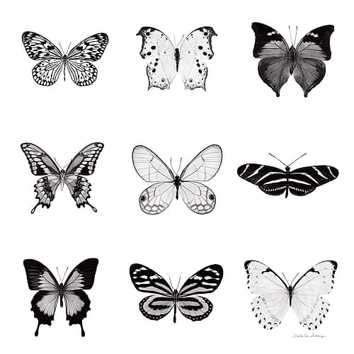 BW Butterfly Chart Art Print