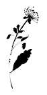 Silhouette Floral III Art Print