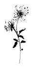 Silhouette Floral IV Art Print