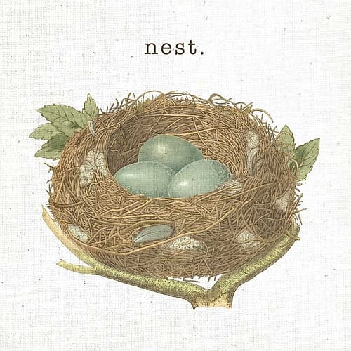 Spring Nest III Nest Art Print