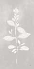 Botanical Study VIII Neutral Botanical Print