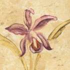 Petite Orchid IV Art Print